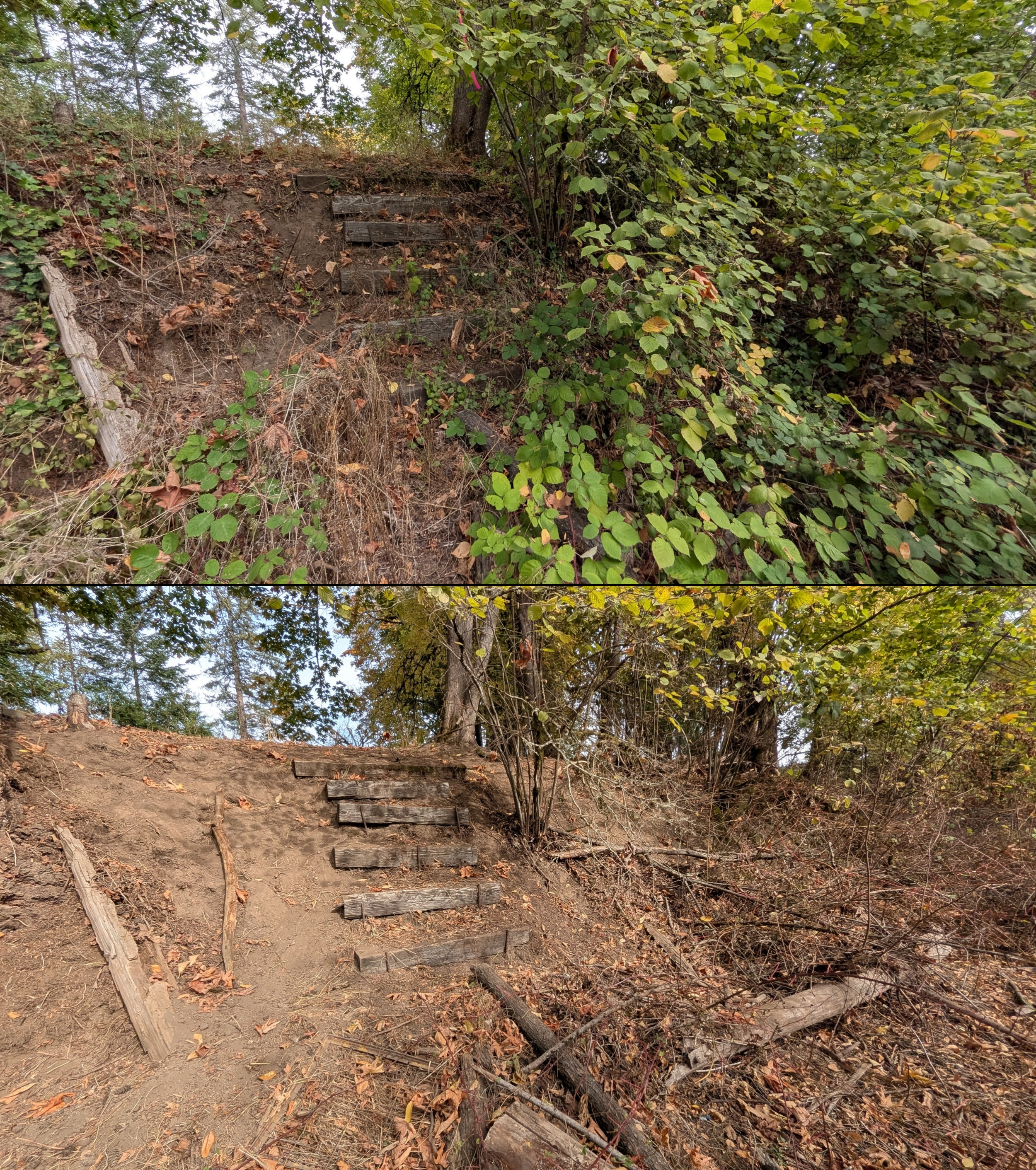 Before and after goat grazing in Lane County, Oregon, 08/27/26, photo 86