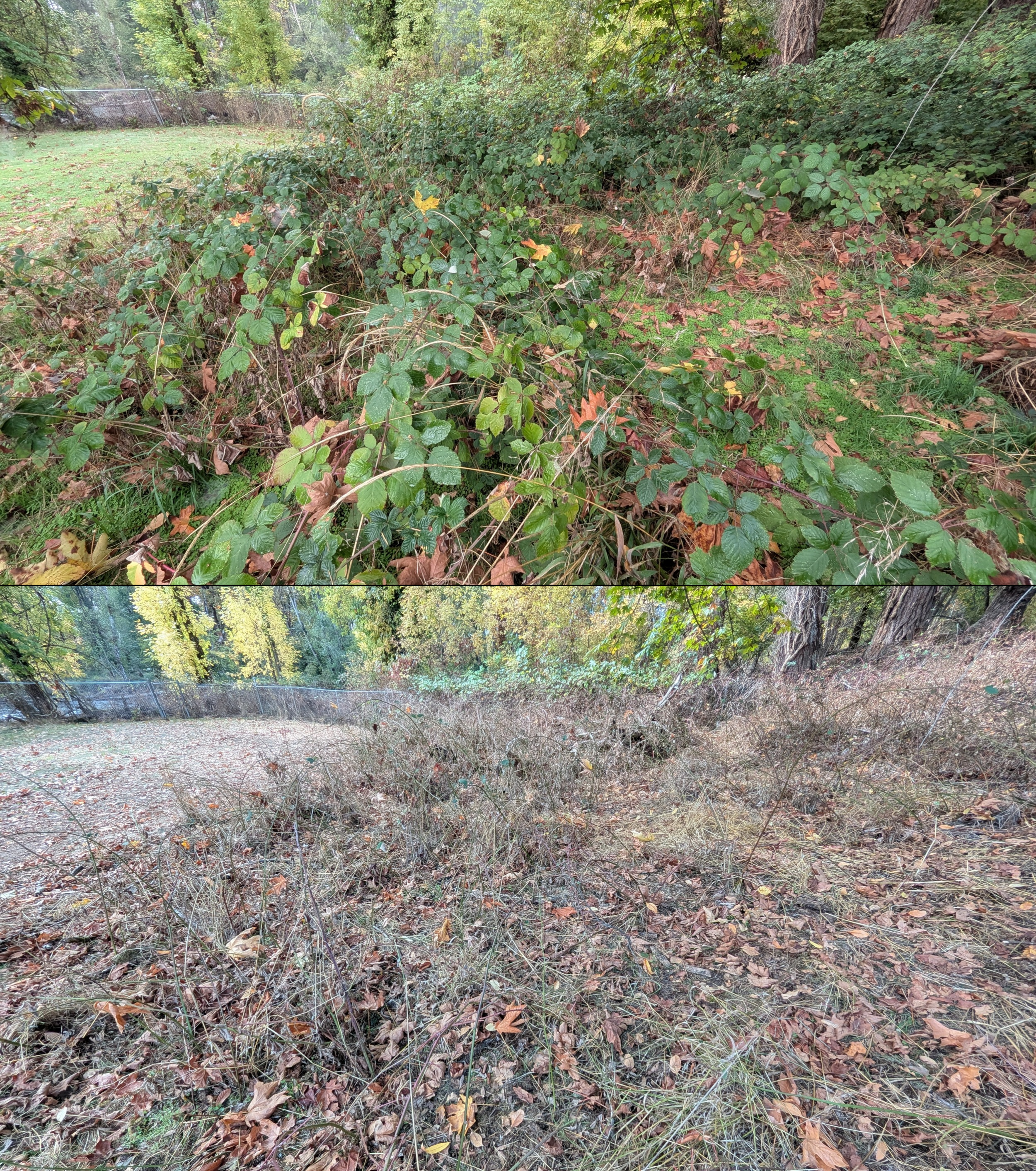 Goat grazing before and after in Springfield, Oregon, 08/27/26, photo 77
