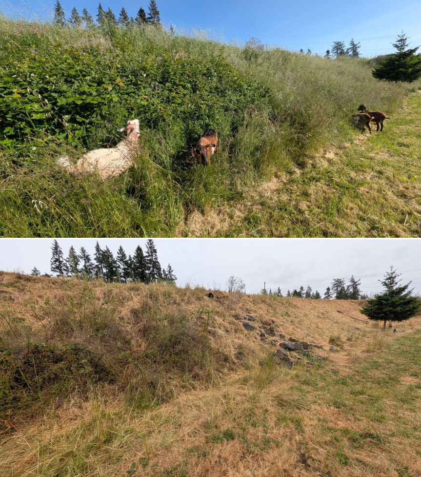 Before and after goat grazing in Lane County, Oregon, 05/18/26, photo 2