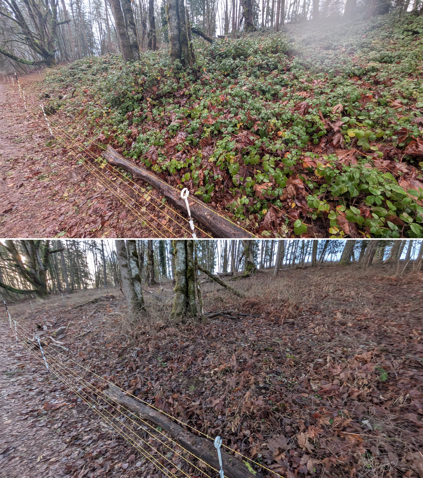 Goat grazing before and after in Springfield, Oregon, 12/23/25, photo 9