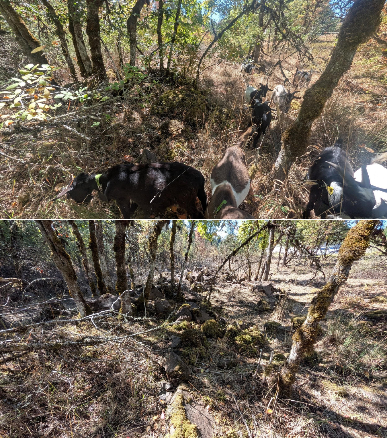 Before and after goat grazing in Lane County, Oregon, 08/27/26, photo 14