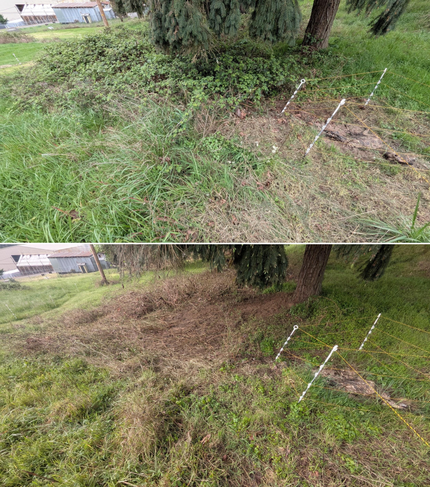 Goat grazing before and after in Springfield, Oregon, 03/30/26, photo 19