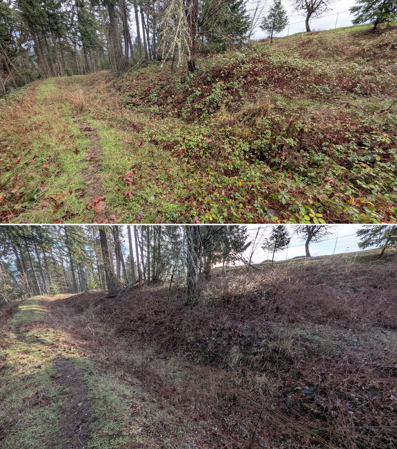 Before and after goat grazing in Lane County, Oregon, 12/23/25, photo 26