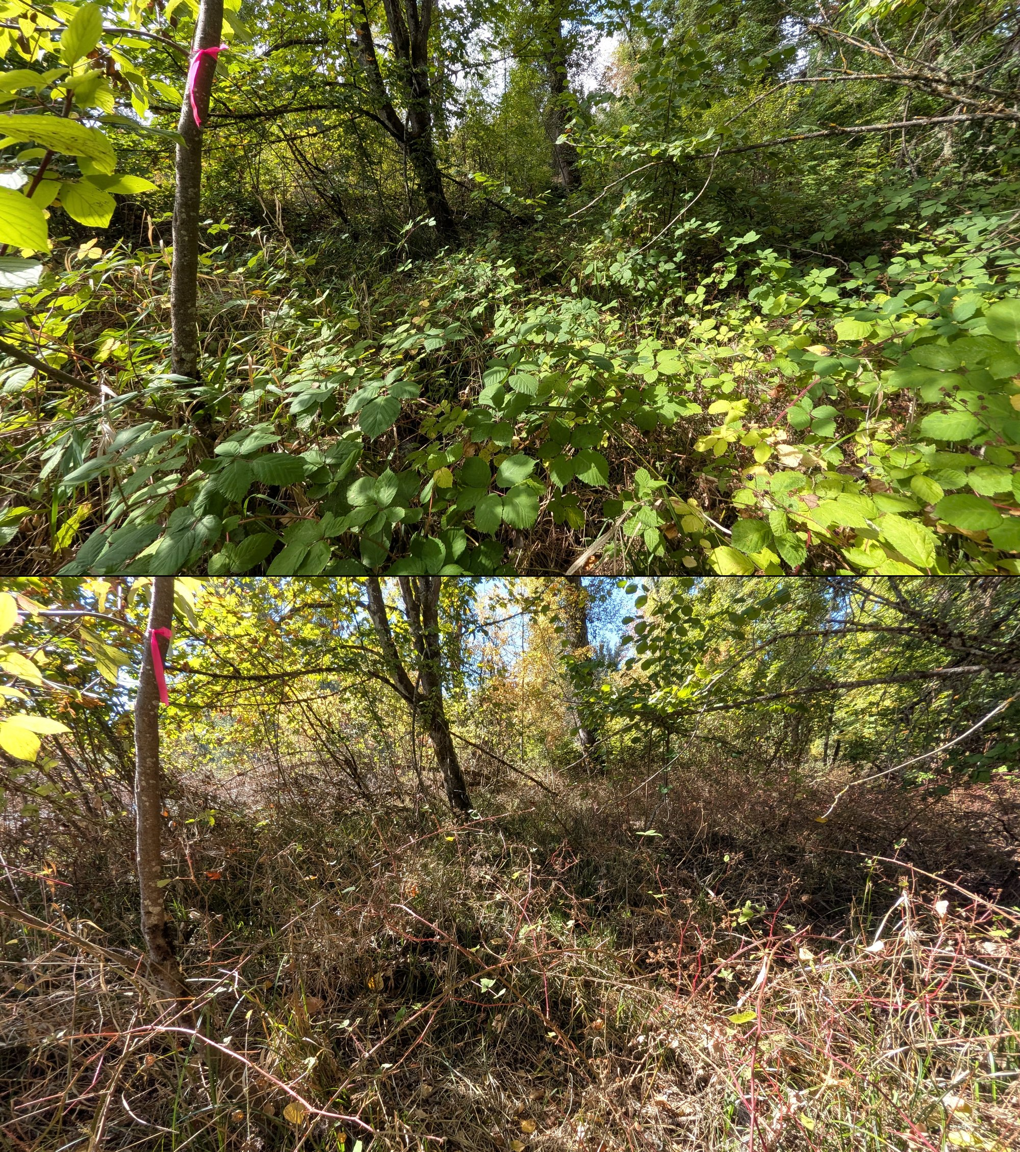 Before and after goat grazing in Lane County, Oregon, 08/27/26, photo 58