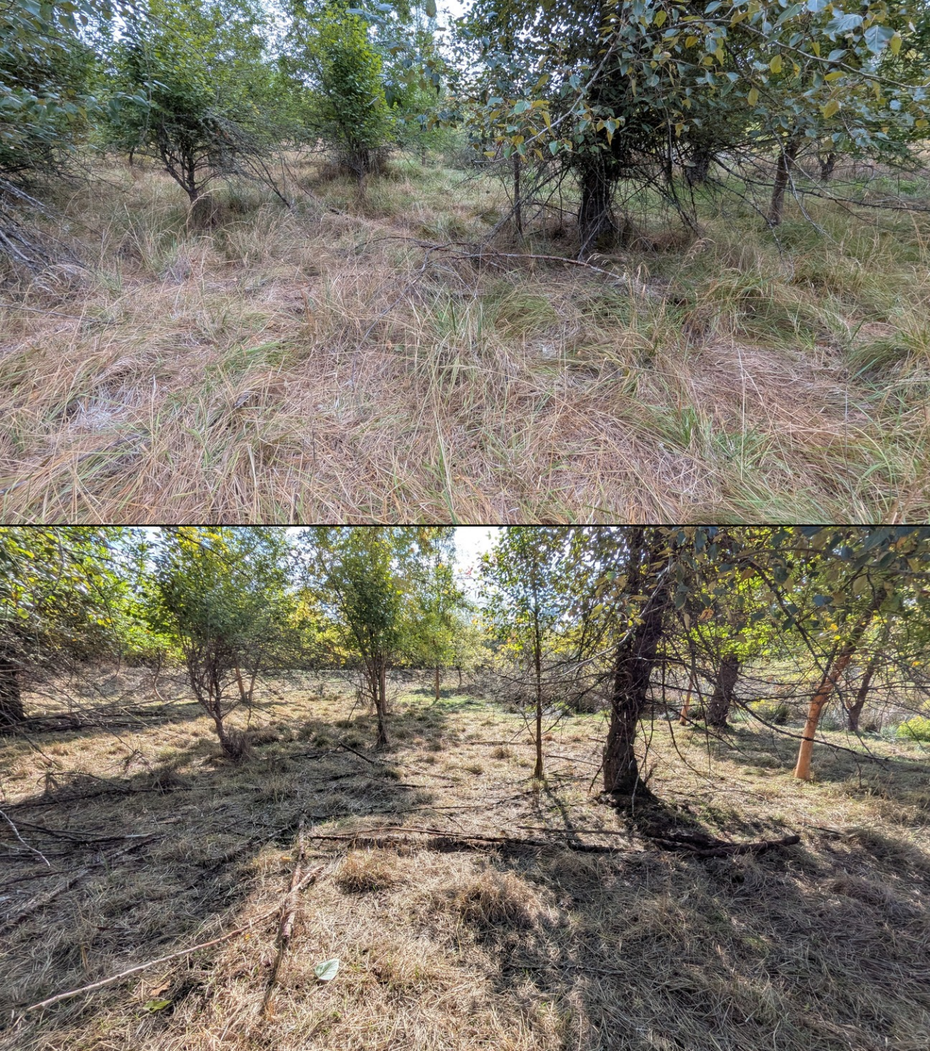Before and after goat grazing in Lane County, Oregon, 08/16/26, photo 10