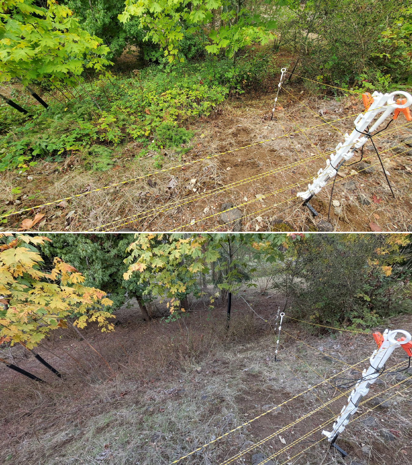 Before and after goat grazing in Lane County, Oregon, 10/02/25, photo 6
