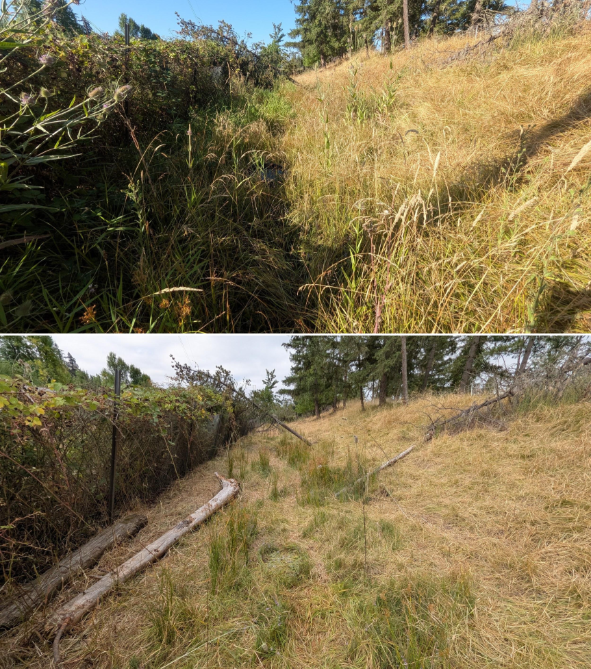 Before and after goat grazing in Lane County, Oregon, 07/21/26, photo 12