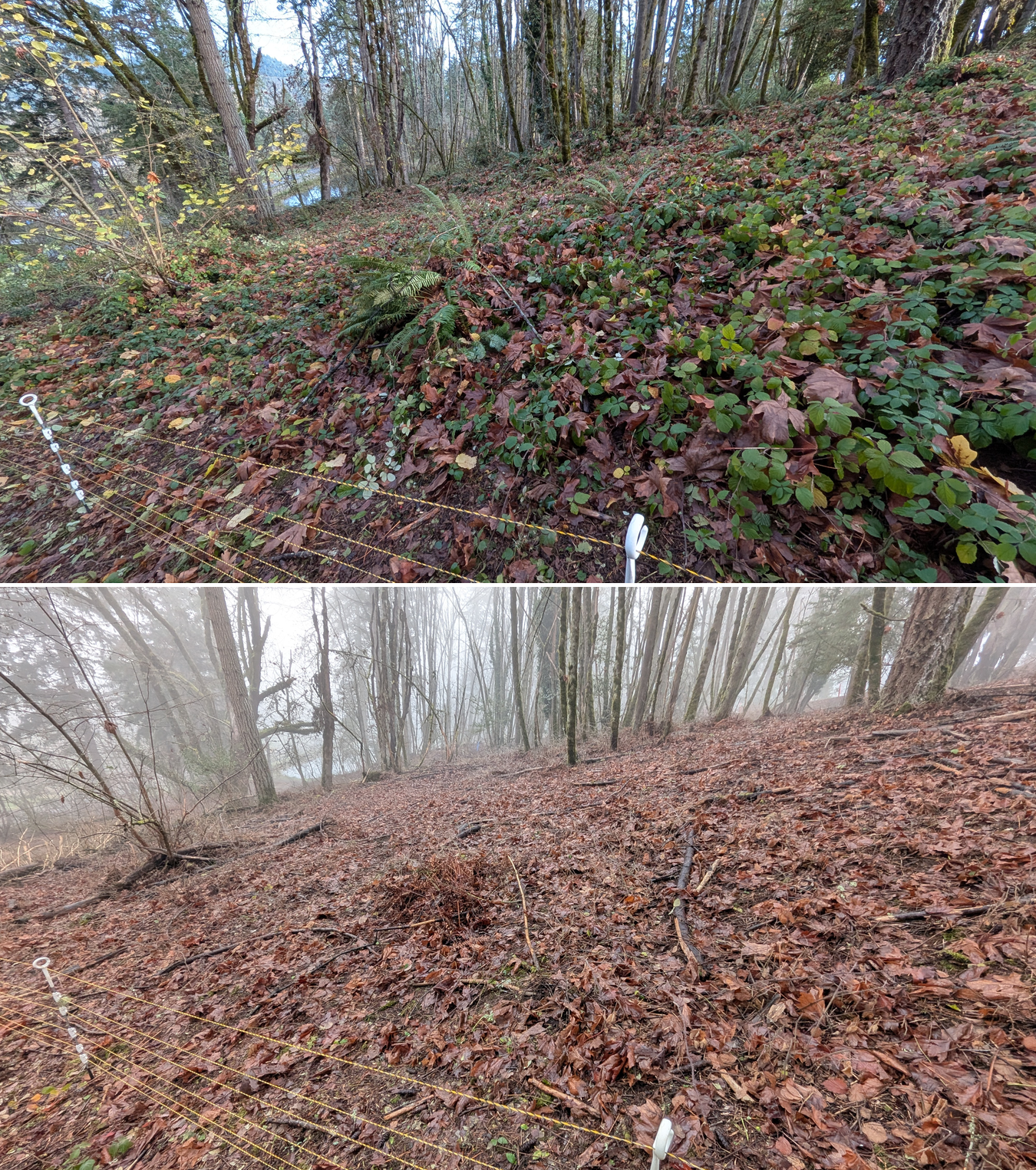 Before and after goat grazing in Lane County, Oregon, 12/01/25, photo 24