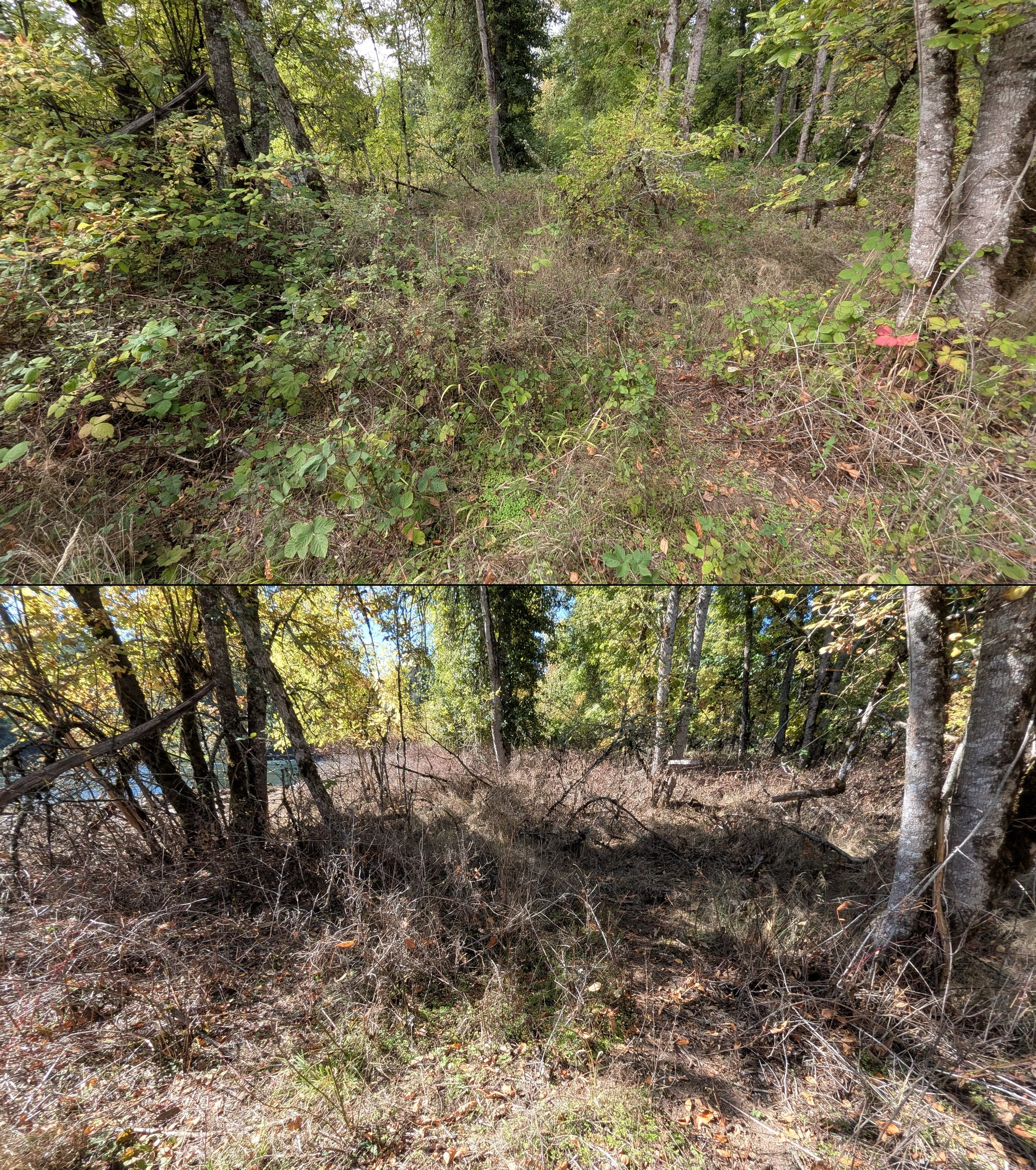 Before and after goat grazing in Lane County, Oregon, 08/27/26, photo 64