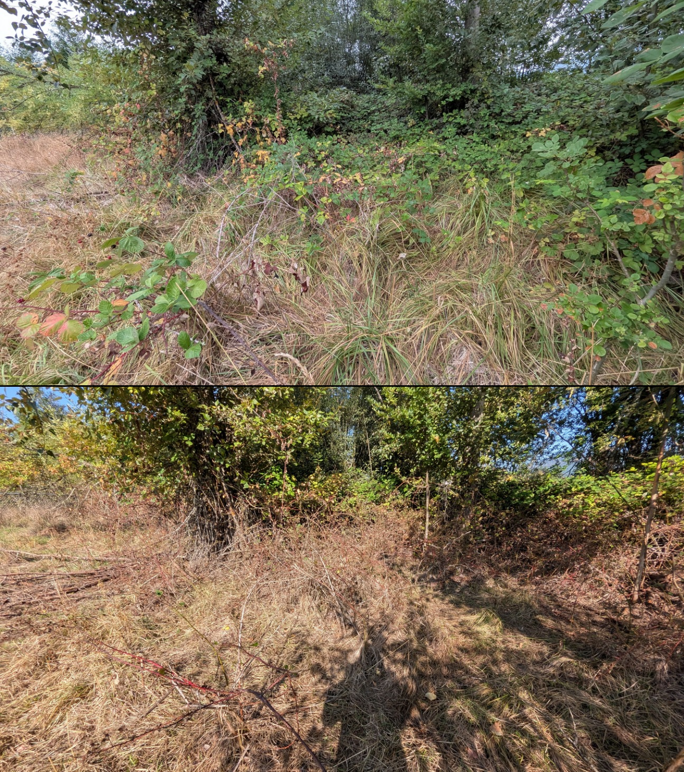 Before and after goat grazing in Lane County, Oregon, 08/16/26, photo 6