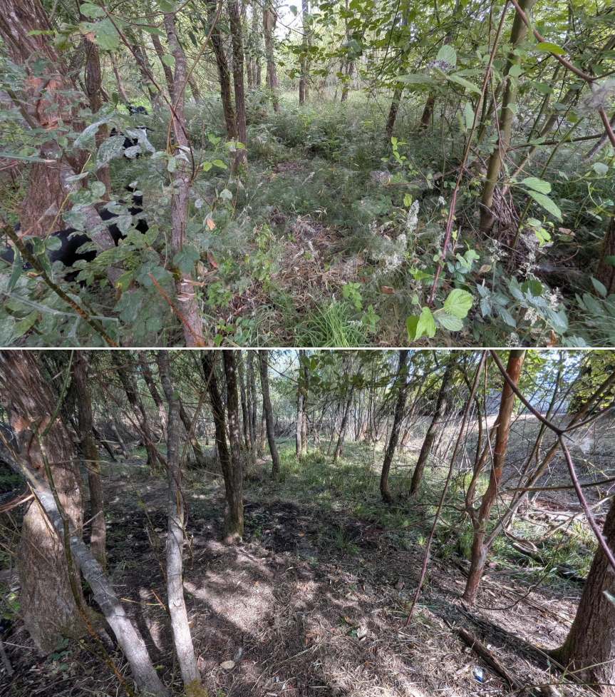 Before and after goat grazing in Lane County, Oregon, 07/25/26, photo 10