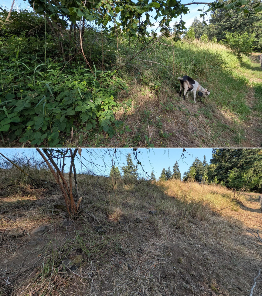 Goat Grazing 07/06/26