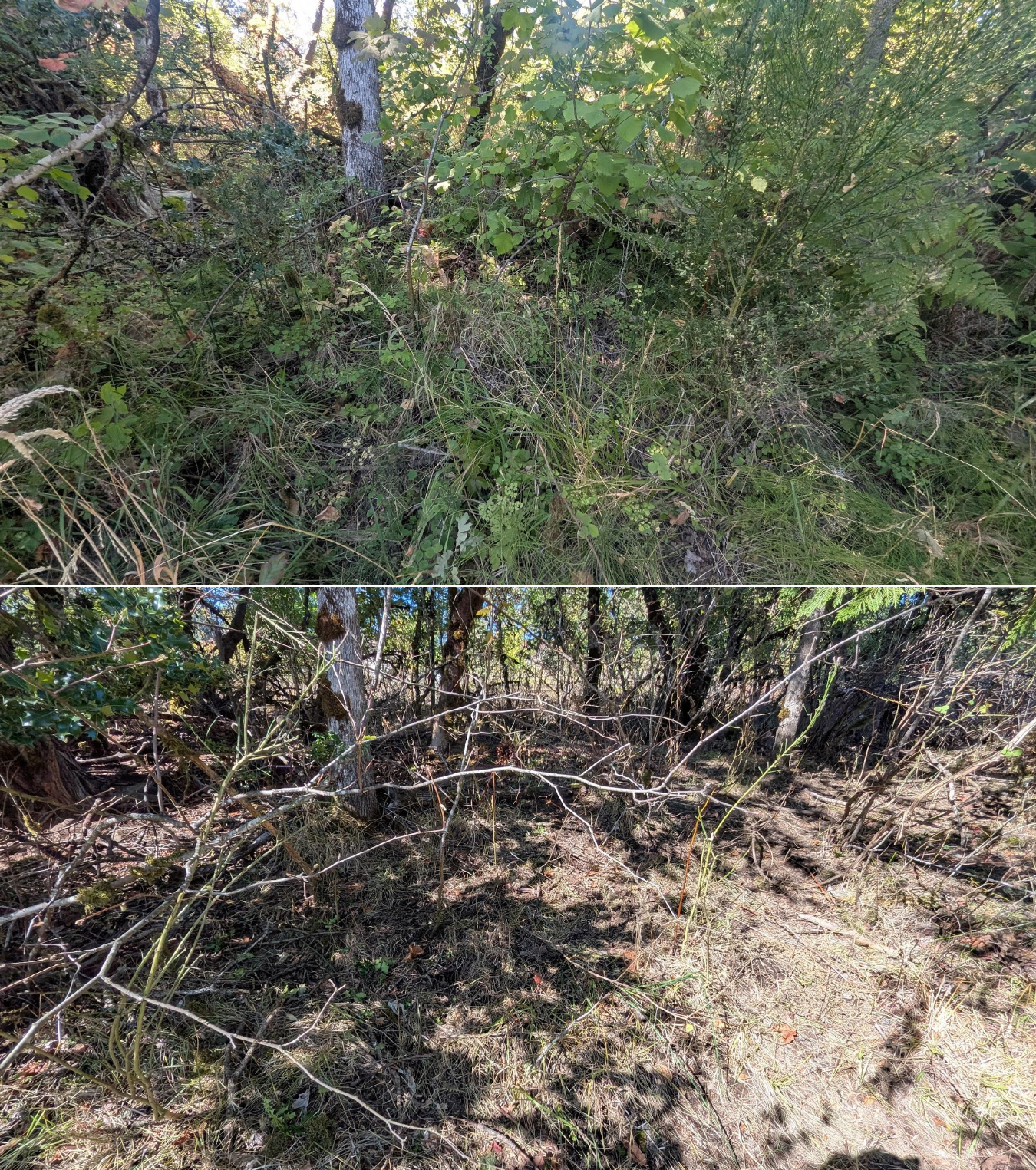Goat grazing before and after in Springfield, Oregon, 08/27/26, photo 25