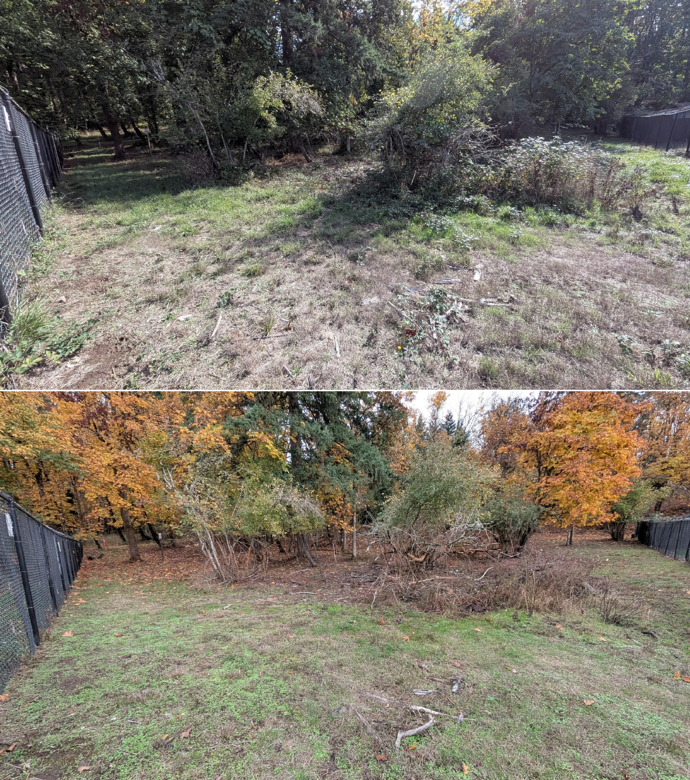 Goat grazing before and after in Springfield, Oregon, 10/16/25, photo 27