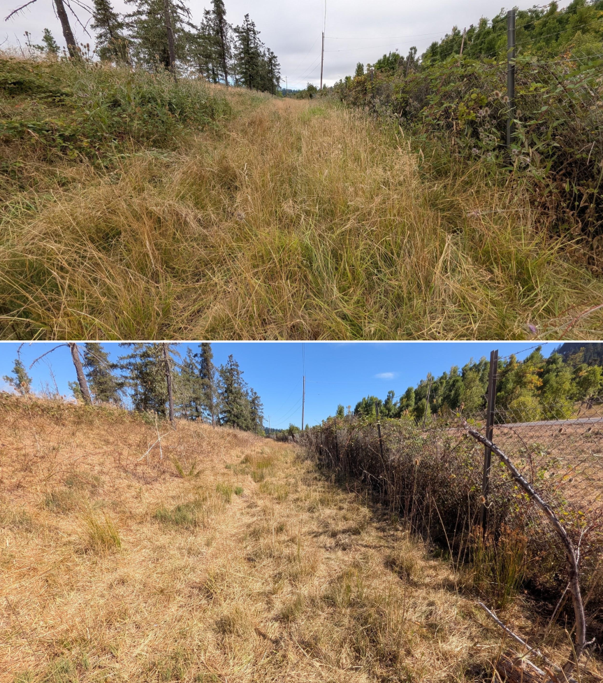 Before and after goat grazing in Lane County, Oregon, 07/21/26, photo 16