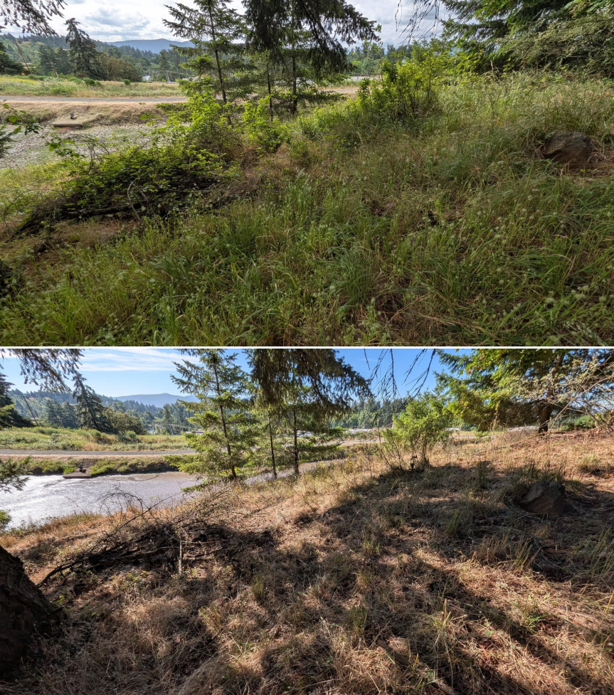 Goat grazing before and after in Springfield, Oregon, 06/05/26, photo 25