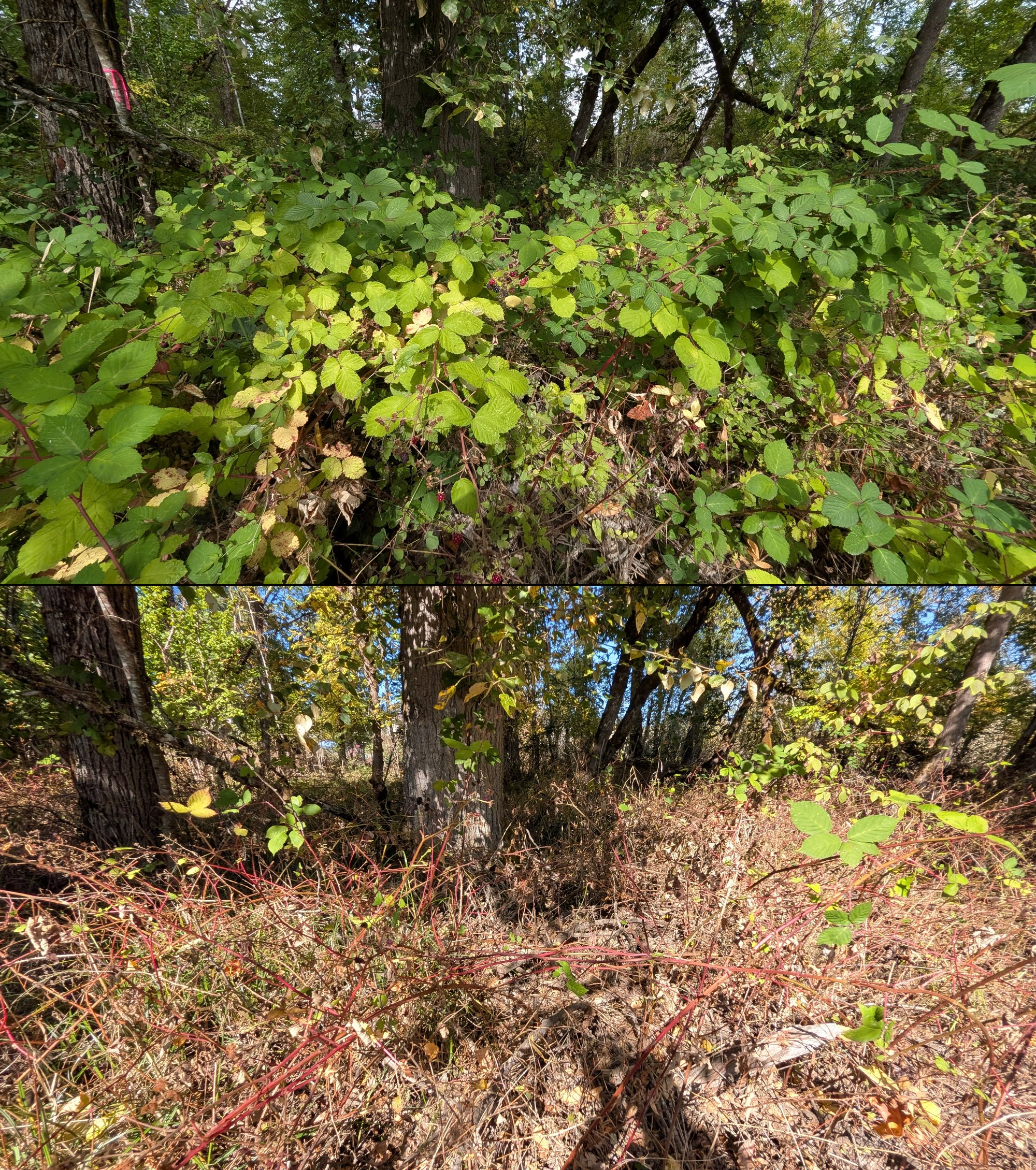 Goat grazing before and after in Springfield, Oregon, 08/27/26, photo 59