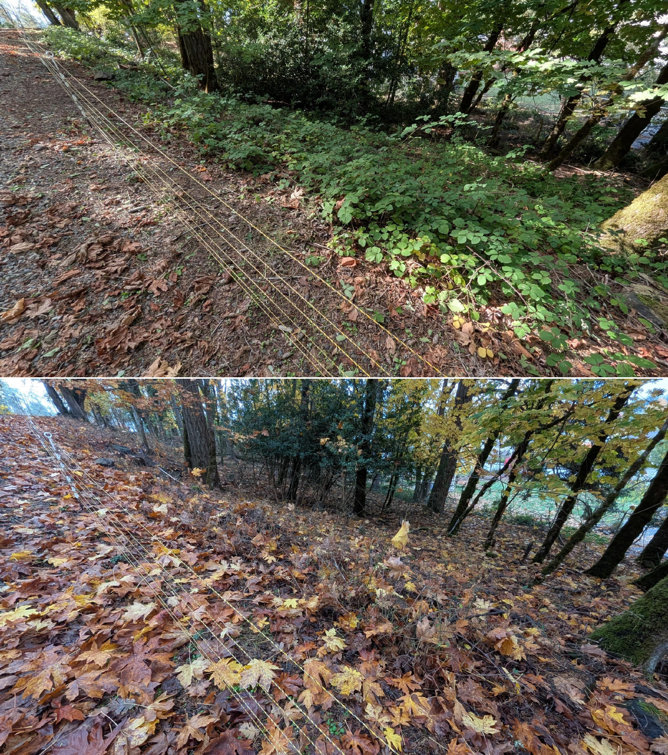Before and after goat grazing in Lane County, Oregon, 10/16/25, photo 6