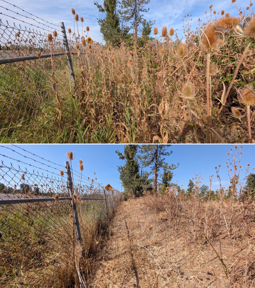 Goat grazing before and after in Springfield, Oregon, 08/11/26, photo 9