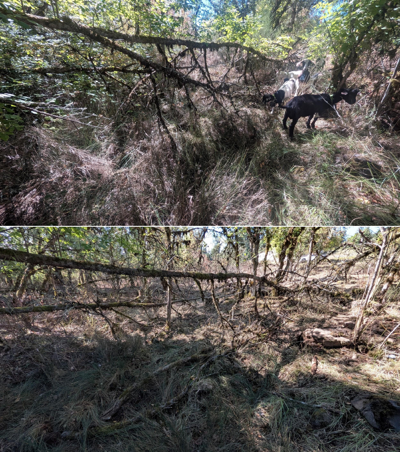 Goat grazing before and after in Springfield, Oregon, 08/27/26, photo 17