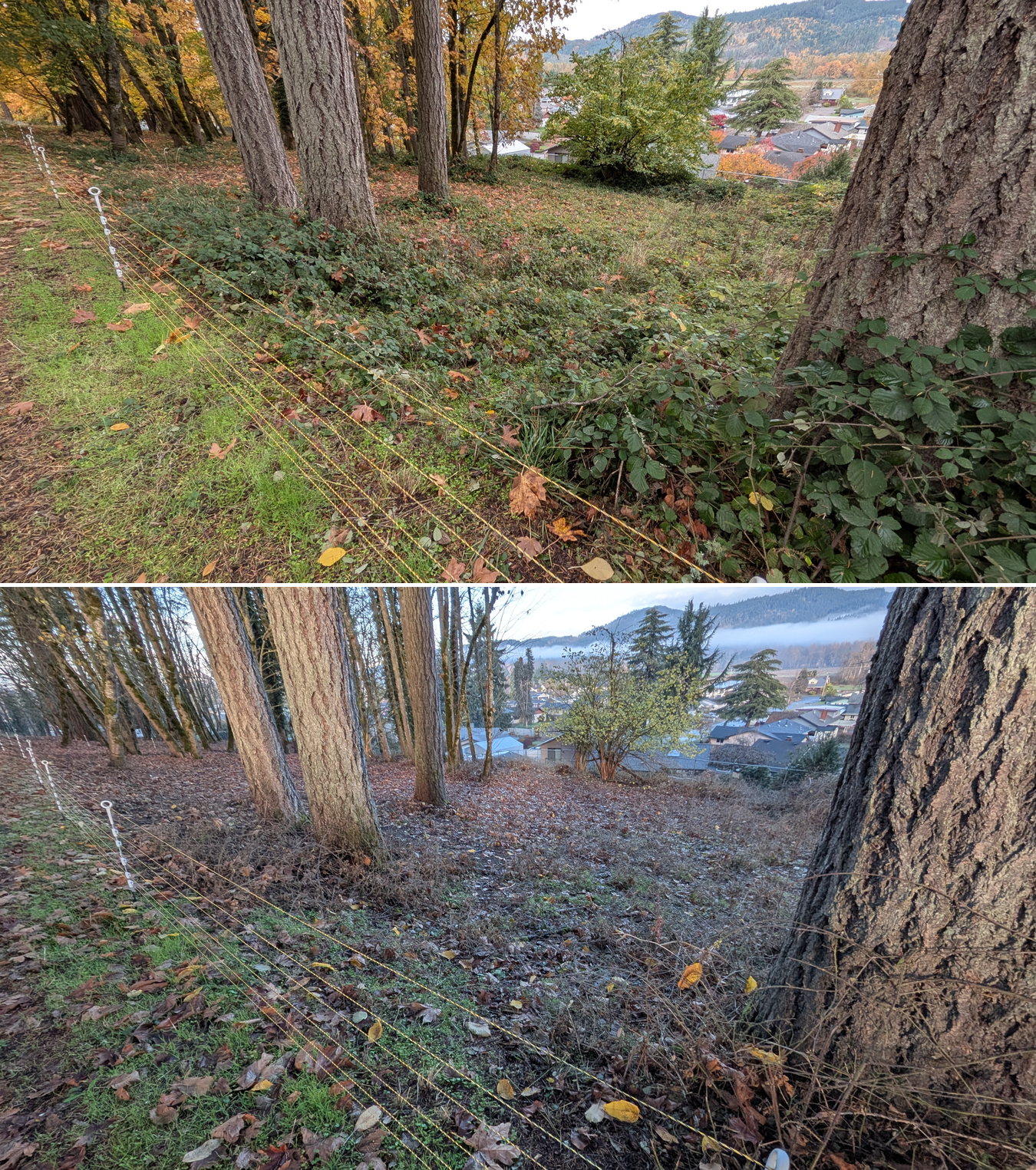 Goat grazing before and after in Springfield, Oregon, 11/01/25, photo 23