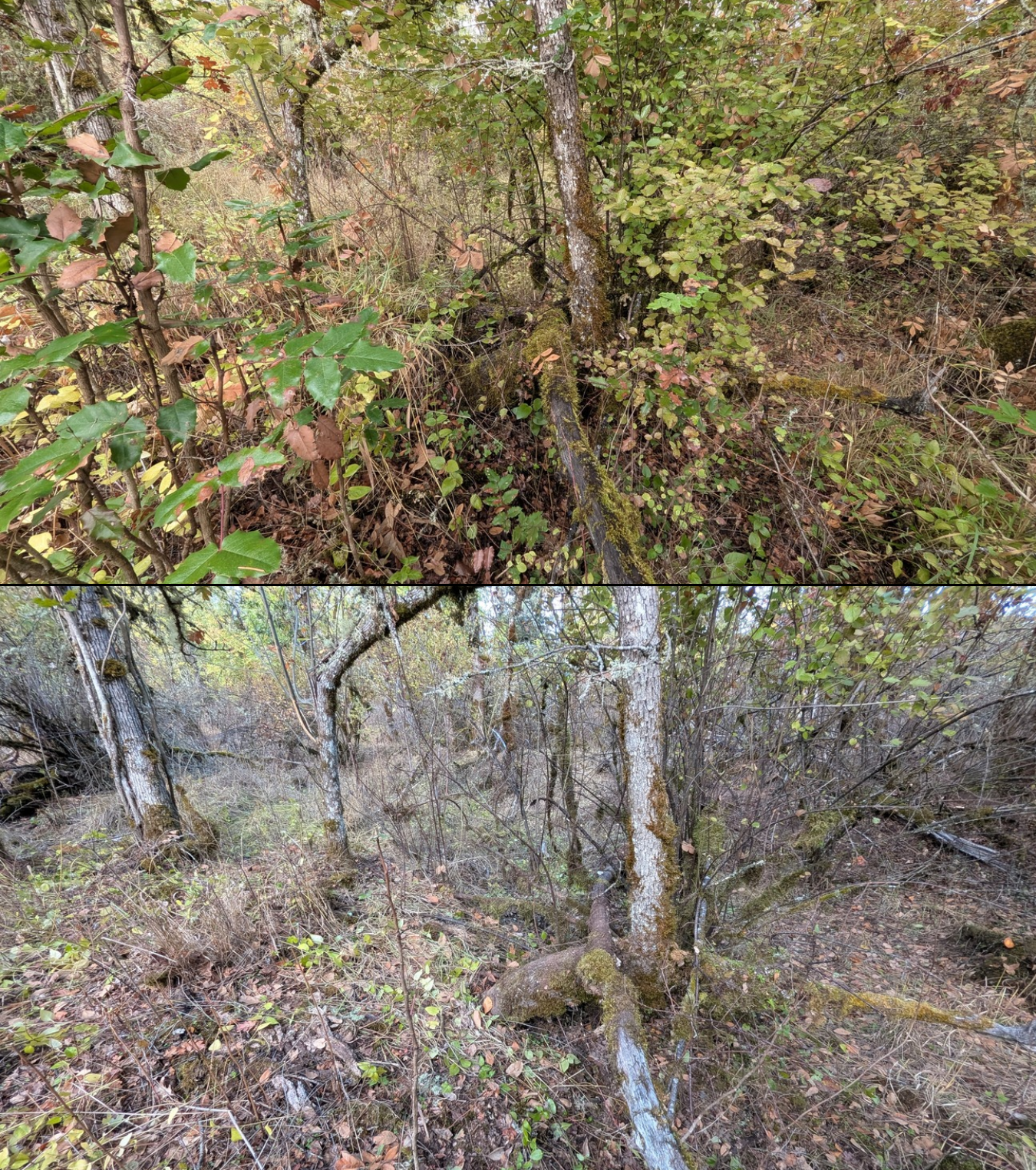 Before and after goat grazing in Lane County, Oregon, 08/27/26, photo 36