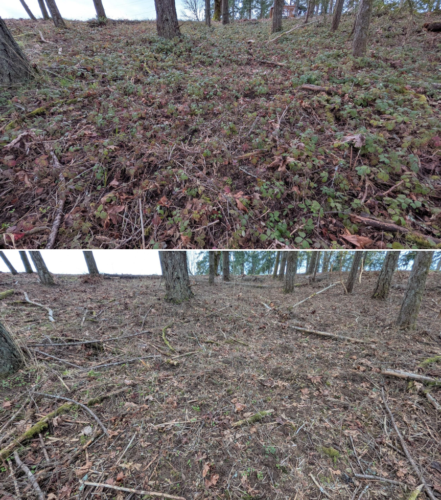 Goat grazing before and after in Springfield, Oregon, 03/10/26, photo 3