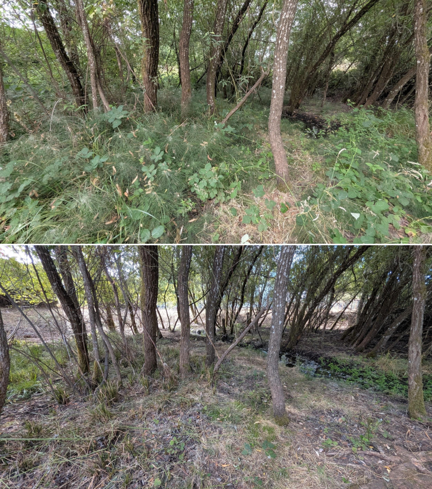 Goat grazing before and after in Springfield, Oregon, 07/25/26, photo 5