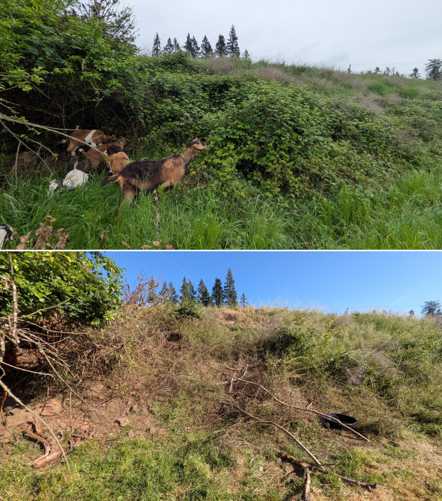 Goat grazing before and after in Springfield, Oregon, 04/23/26, photo 1