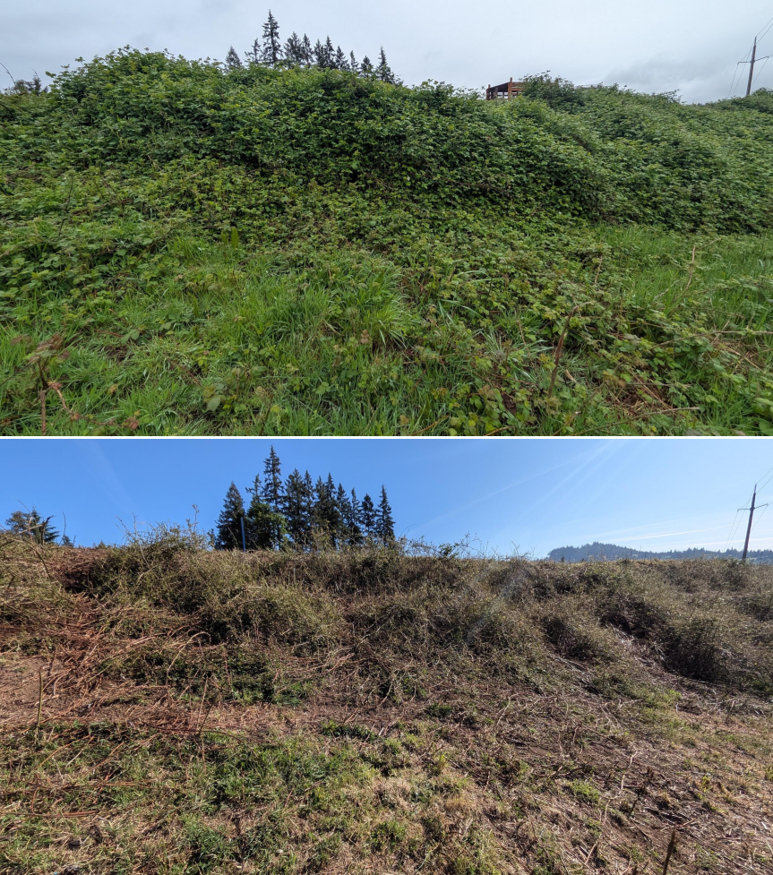 Before and after goat grazing in Lane County, Oregon, 04/23/26, photo 14