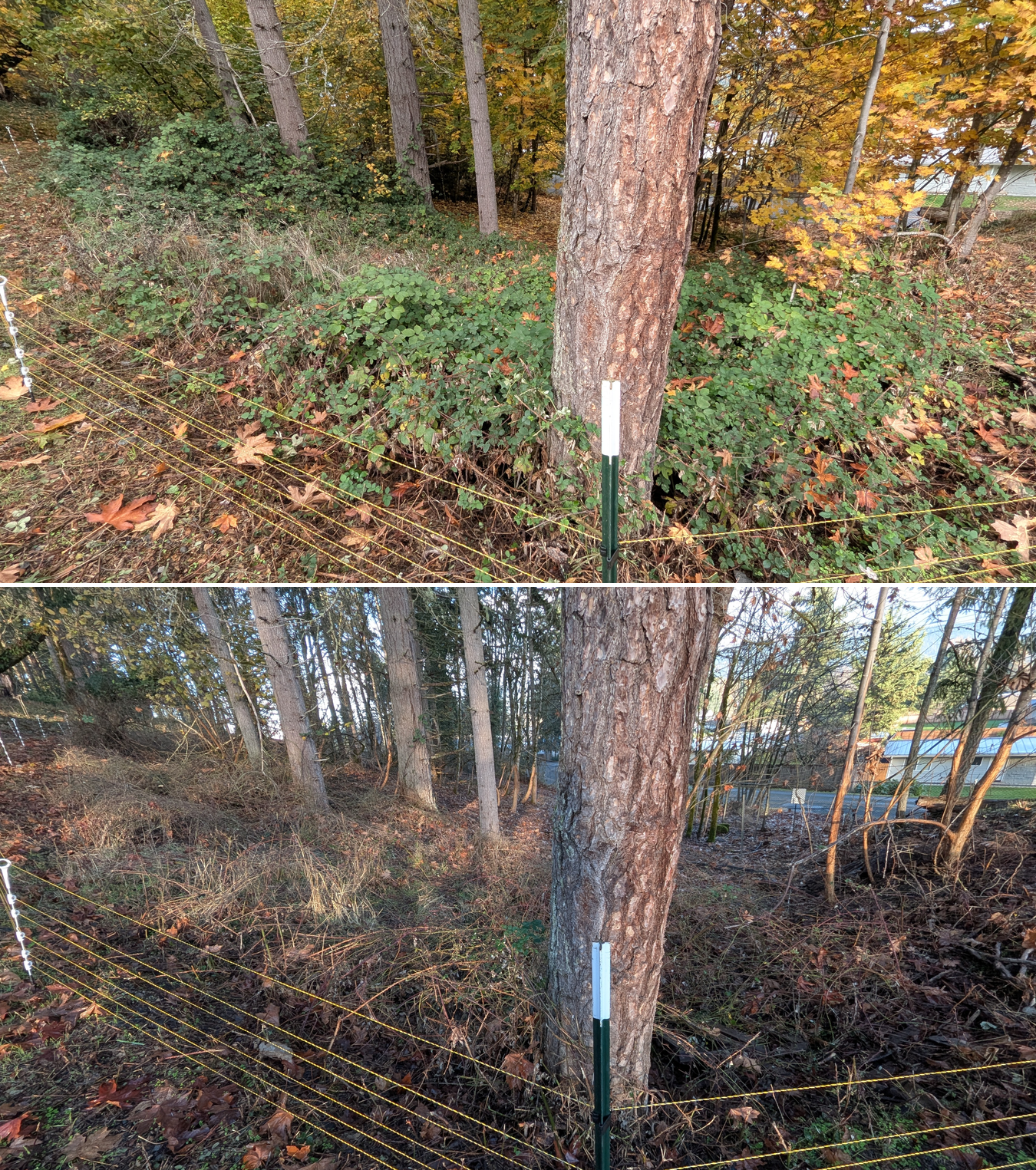 Goat grazing before and after in Springfield, Oregon, 11/01/25, photo 39