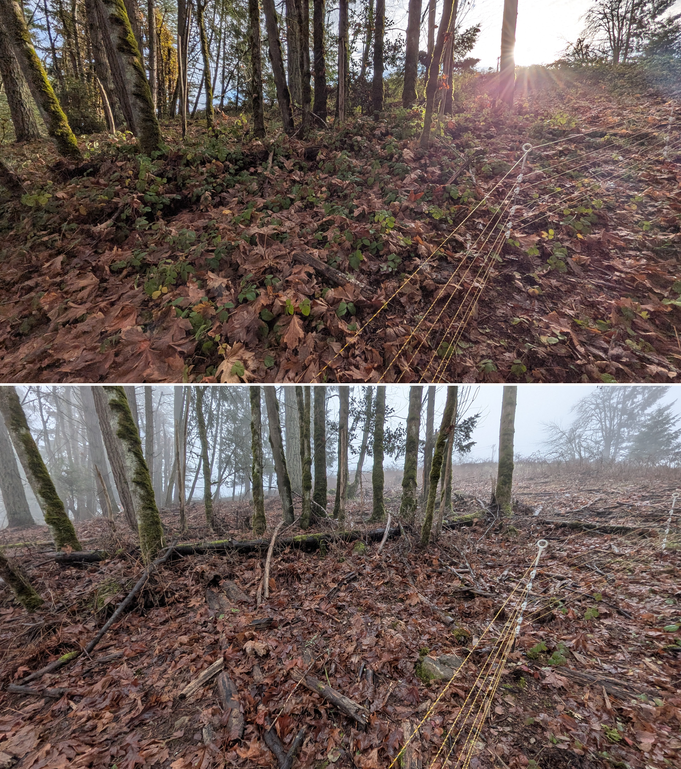 Before and after goat grazing in Lane County, Oregon, 12/01/25, photo 26