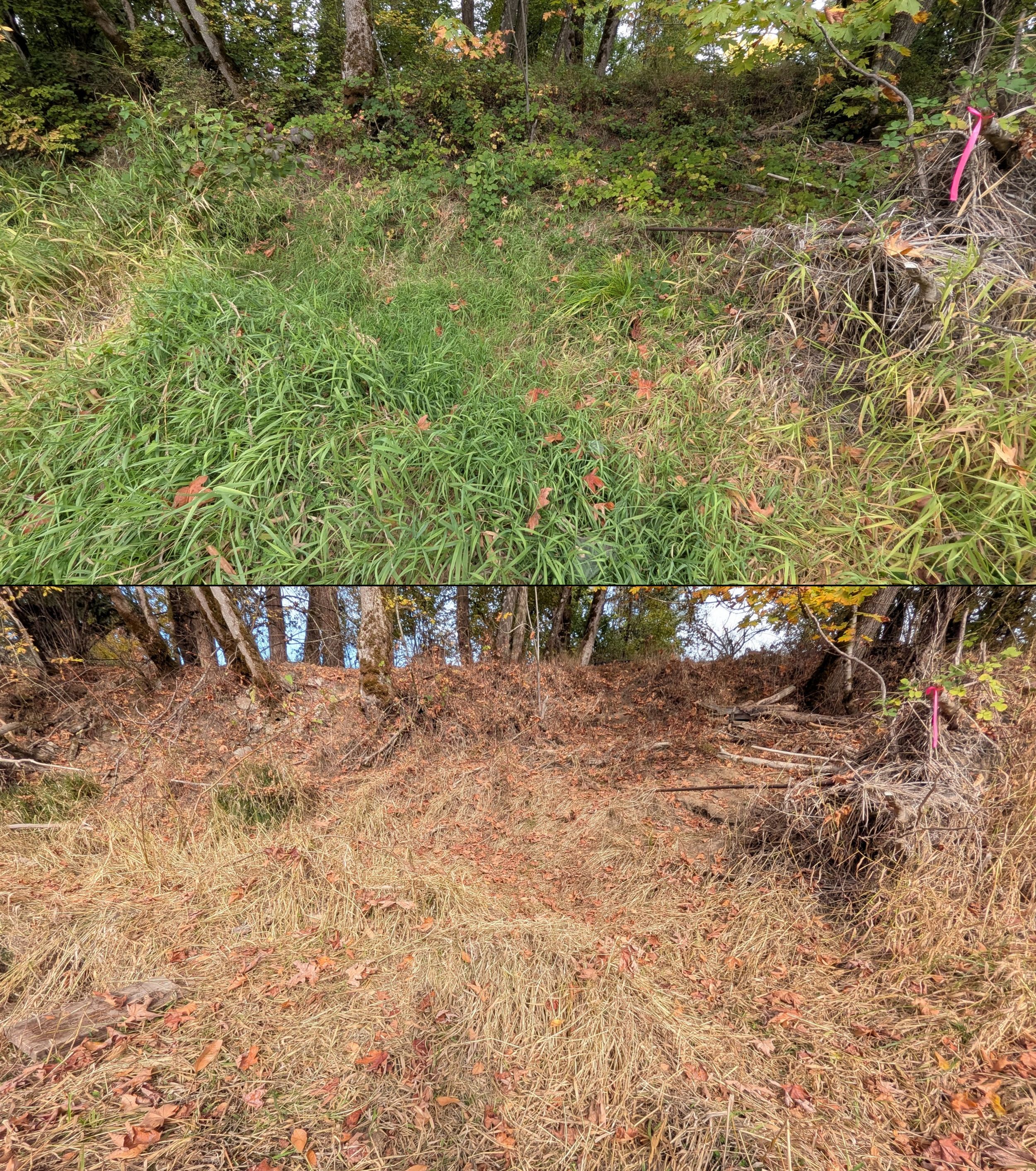 Before and after goat grazing in Lane County, Oregon, 08/27/26, photo 94