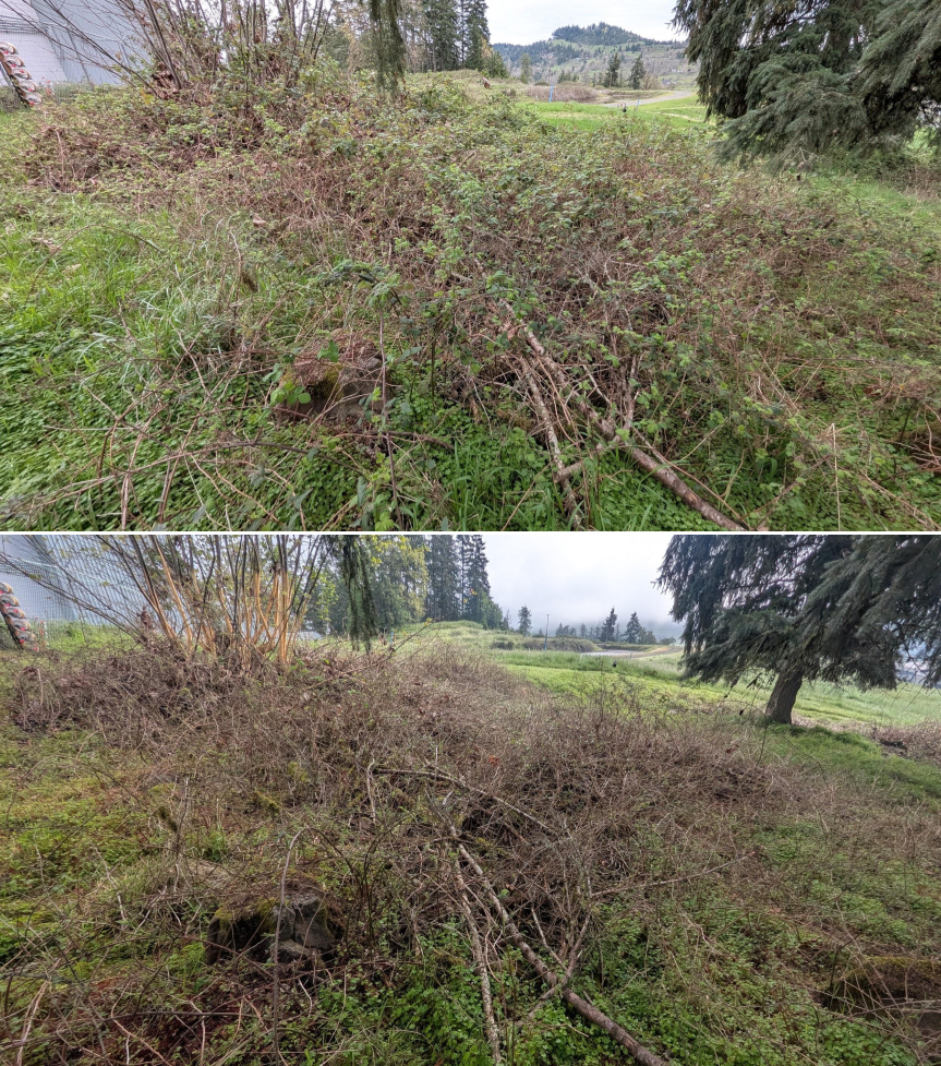 Before and after goat grazing in Lane County, Oregon, 03/30/26, photo 22
