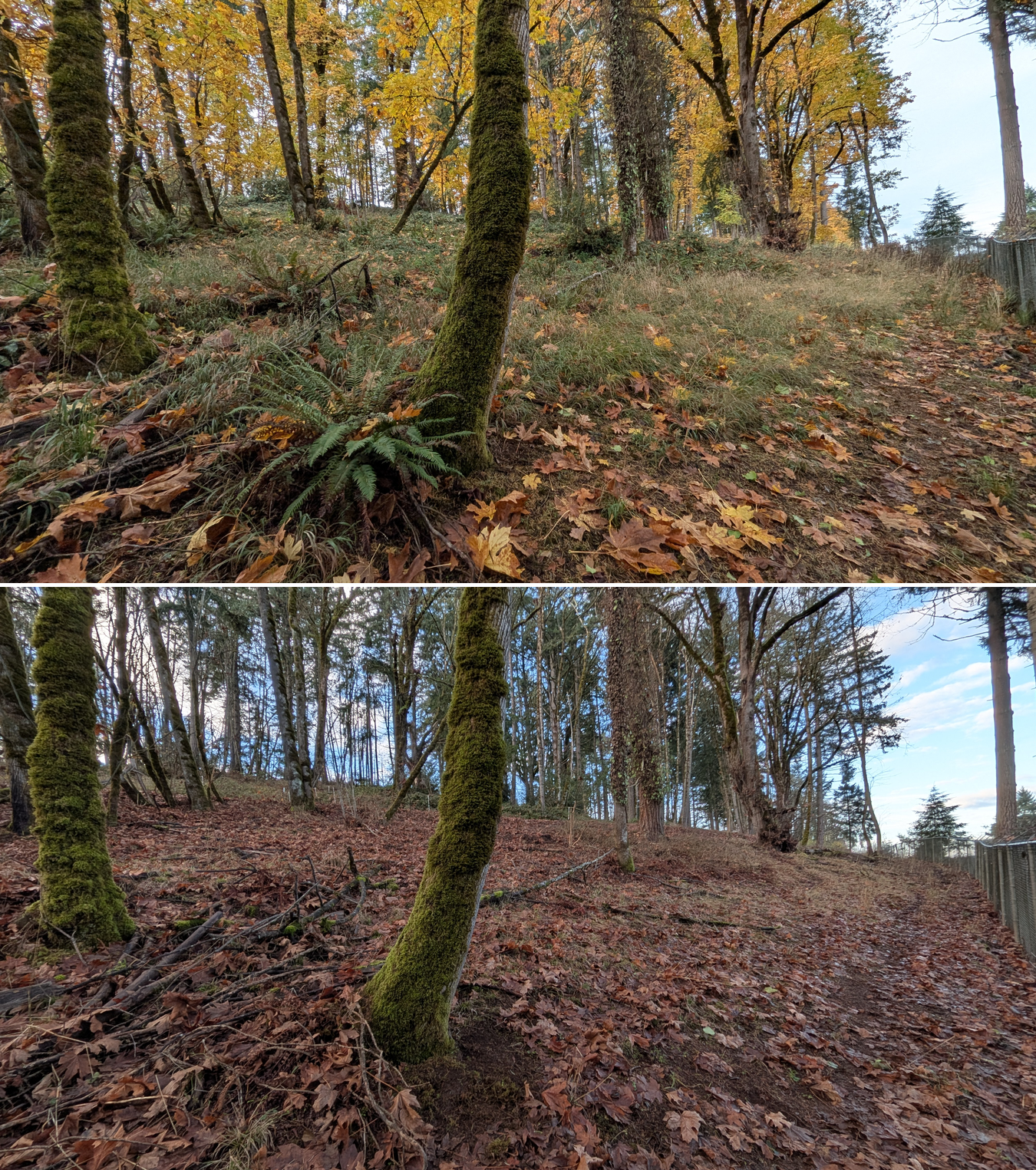 Before and after goat grazing in Lane County, Oregon, 11/01/25, photo 4