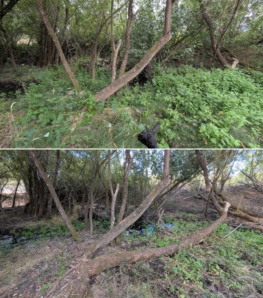 Before and after goat grazing in Lane County, Oregon, 07/25/26, photo 6