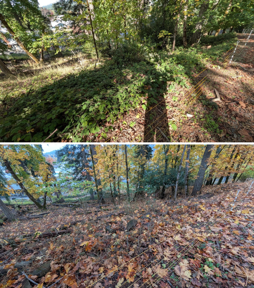 EWEB Paddock #3 Before_After 10_16_25.png