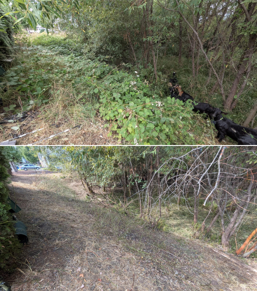 Before and after goat grazing in Lane County, Oregon, 07/25/26, photo 2