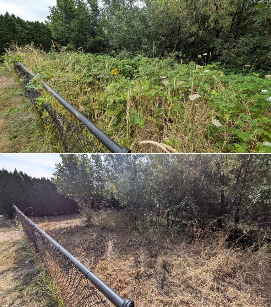 Before and after goat grazing in Lane County, Oregon, 07/25/26, photo 14