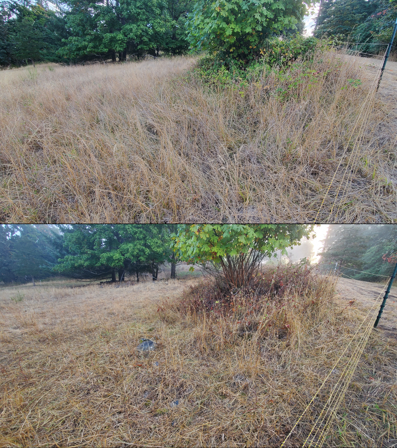Goat grazing before and after in Springfield, Oregon, 09/08/25, photo 1