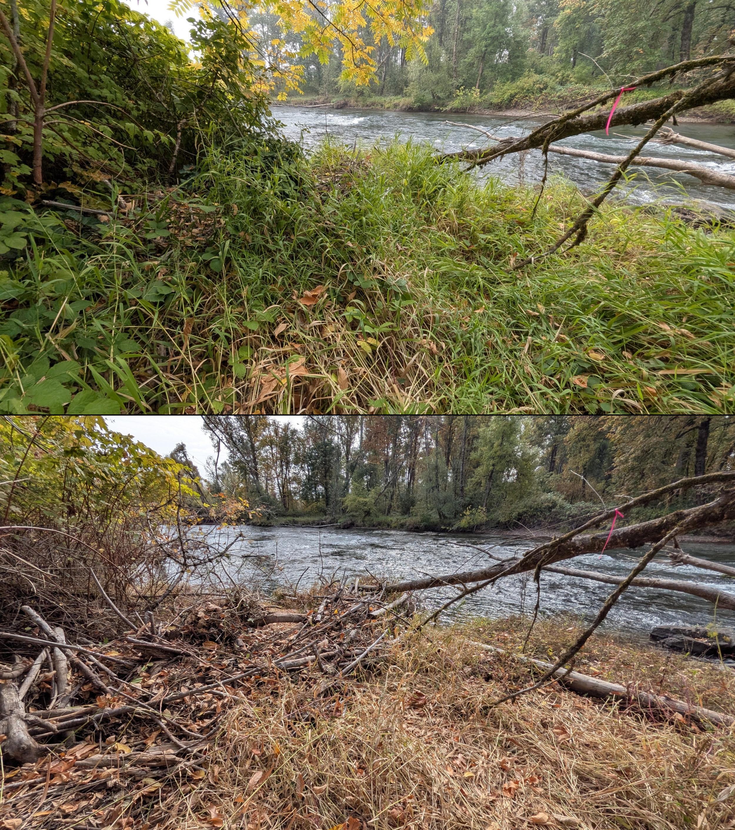 Before and after goat grazing in Lane County, Oregon, 08/27/26, photo 92