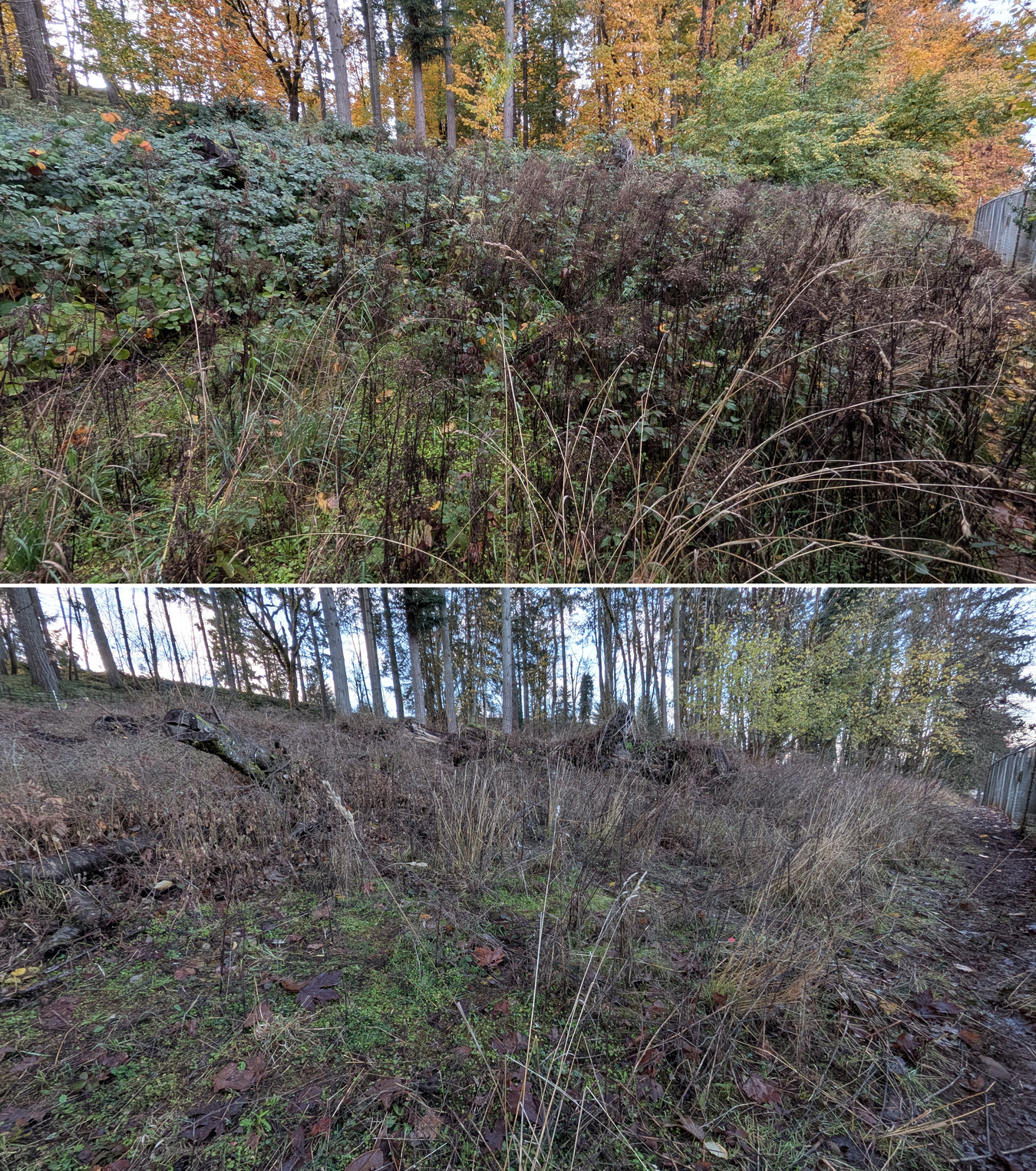 Goat grazing before and after in Springfield, Oregon, 11/01/25, photo 11