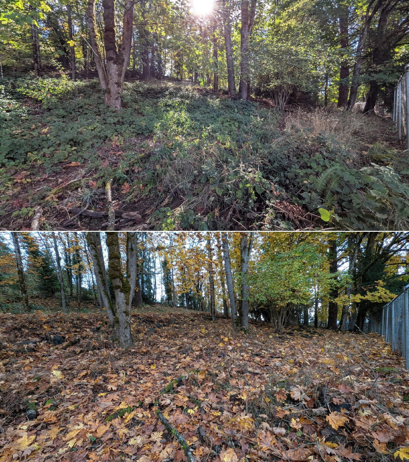 Before and after goat grazing in Lane County, Oregon, 10/16/25, photo 20