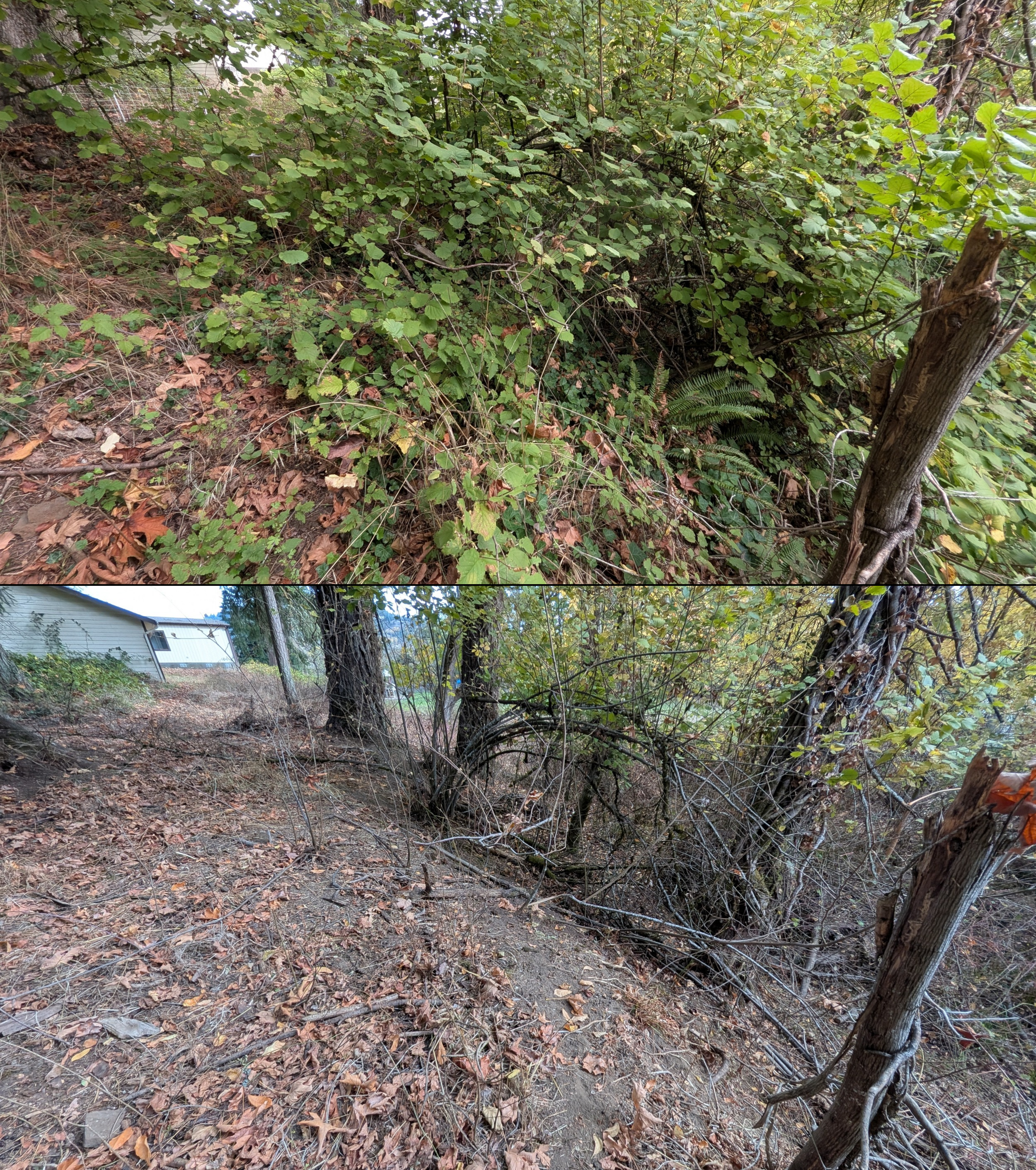 Goat grazing before and after in Springfield, Oregon, 08/27/26, photo 83