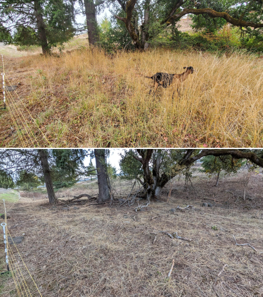 Two photos showing the same area before and after clearing. The top photo shows a grassy area with a dog, while the bottom photo shows the same area cleared of tall grass, with exposed soil and tree roots.
