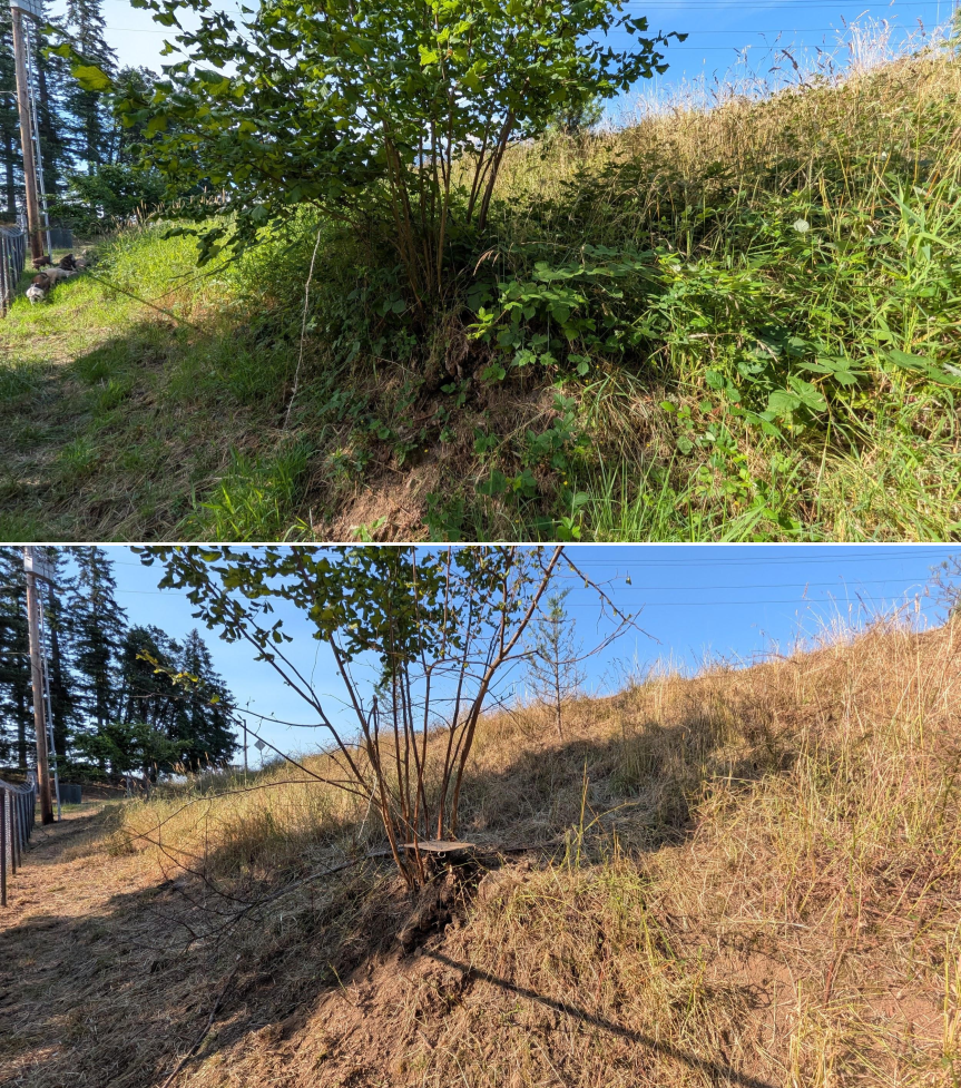 Goat grazing before and after in Springfield, Oregon, 07/06/26, photo 5