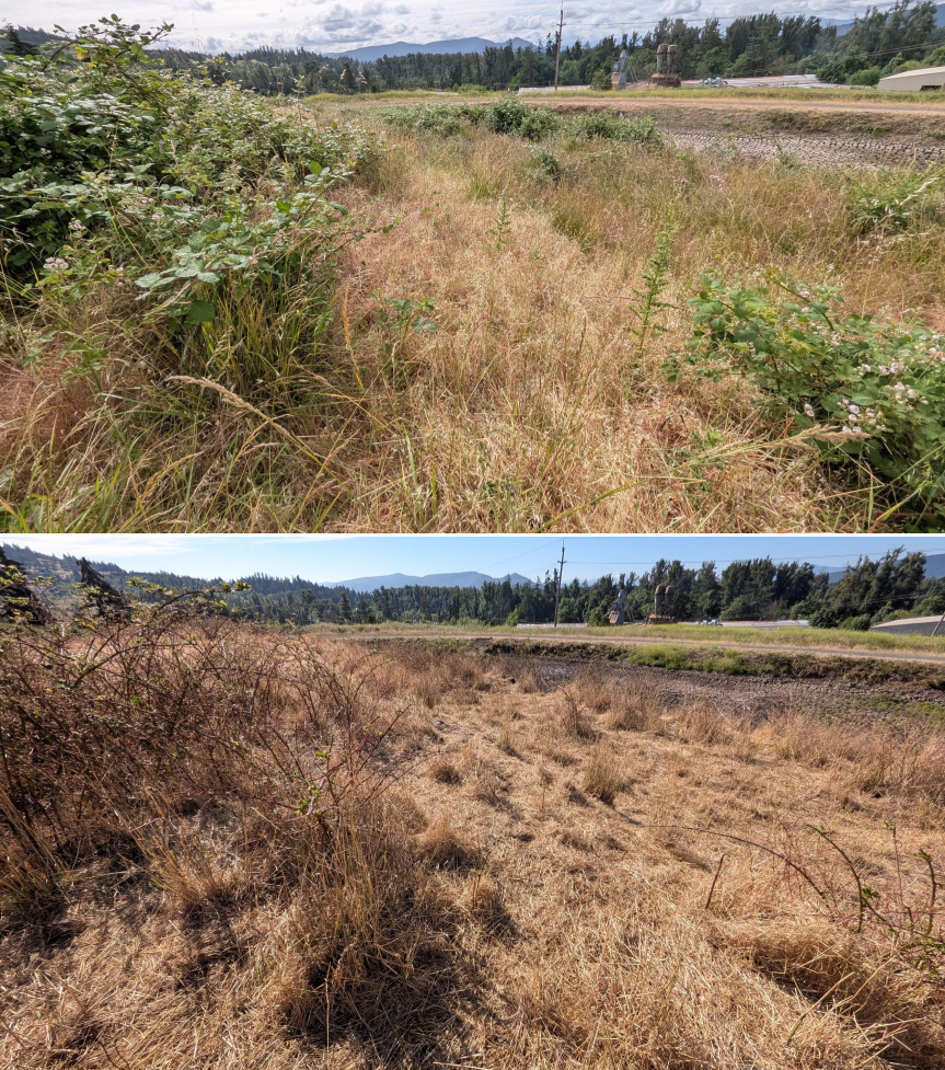 Before and after goat grazing in Lane County, Oregon, 06/05/26, photo 14