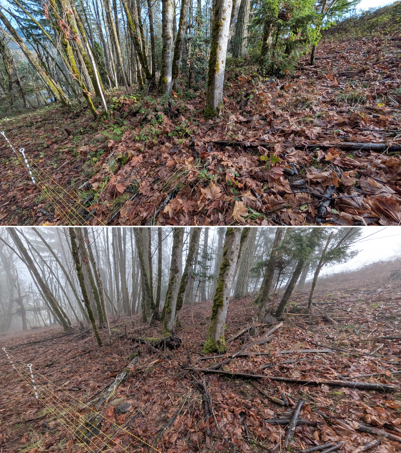 Goat grazing before and after in Springfield, Oregon, 12/01/25, photo 27