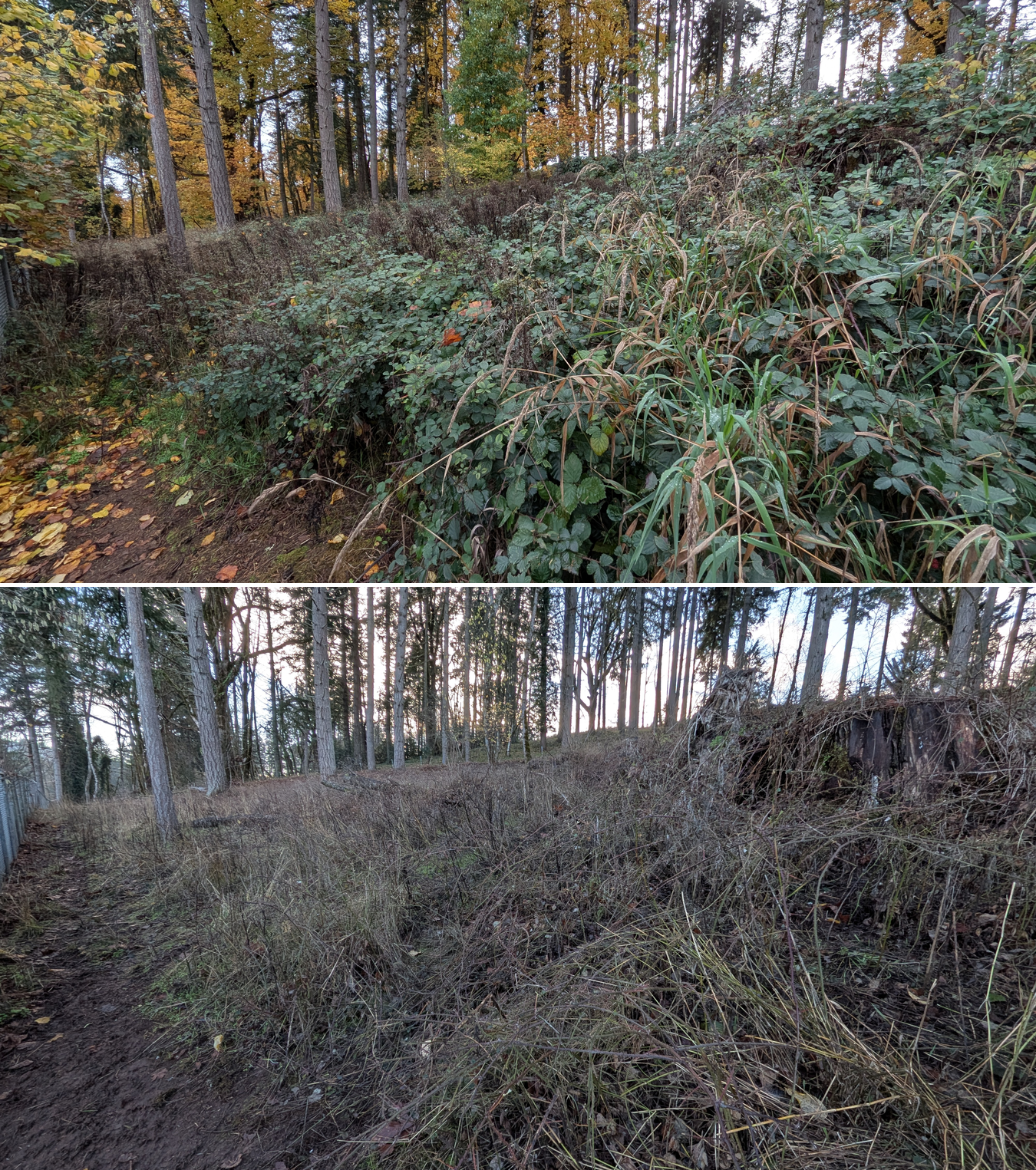 Before and after goat grazing in Lane County, Oregon, 11/01/25, photo 12