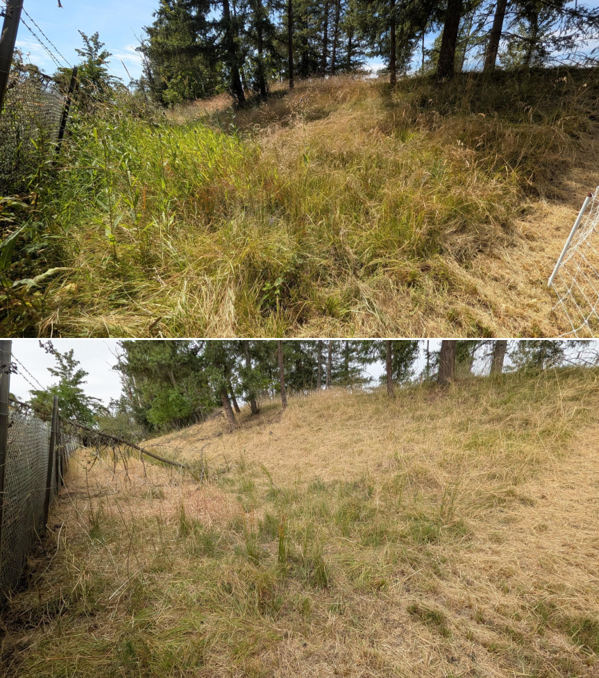Before and after goat grazing in Lane County, Oregon, 07/21/26, photo 8